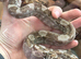 Young boa forsale