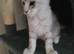 Pedigree maine coon boys