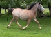 Chesnut roan mare