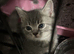 Beautiful British shorthair