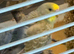 Hobby breeder