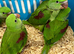Hand Reared Tame Talking. Baby Alexandrian Parrots
