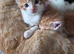 Gorgeous Half-Bengal Cross Kittens