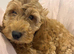 Quality Show Cockapoo Puppies