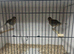Champion Fife canaries