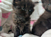 Gorgeous very Fluffy Chocolate Kittens, part Savannah part British Blue