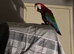 Blue gold macaw green wing macaws