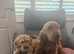 TOY COCKAPOO FEMALE AVAILABLE