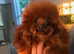 Teacup asian toy poodle Stud