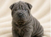 Kc registered sharpei puppies