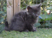 TICCA REGISTERED POLYDACTLE MAINE COON KITTENS