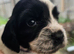 Beautiful blue roan cocker spaniel puppies for sale