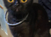 Bsh