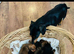 PRA clear Miniature Dachshund Boys.