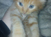 Persian doll face x maincoon kitten