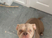 Pocket bully cross staffy