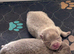 2 lilac and tan Boys kc reg