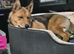 Husky Cross, Female, 1 year old.
