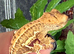 Stunning baby crested geckos
