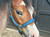 Outstanding Welsh Section A Bay Roan Colt