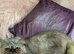 Flat faced exotic Persian cat