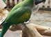 Bird/ parrot boarding/ holiday service, registered, hampshire