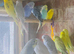 Assorted Ringneck Parrots - Beautiful birds.