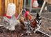 Bantam hatching eggs