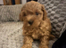 Cavapoochon puppy
