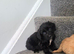 Lovely f1 cockapoo puppies