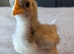 3 bantam chicks