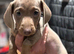Dachshund