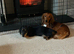 Longhaired miniature Dachund