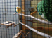 Four canaries in a indoor avery