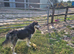 MaPuppies for sale only 4 weeks old not ready until 10 July