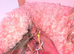 FULLY HEALTH TESTED MINIATURE COCKAPOOS
