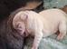 2 stunning frug puppies