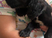 Cocker spaniel boy