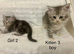 3 Stunning Kittens