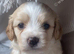 Boy cavachon
