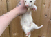 Half angora hob kit