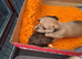 Poochi babies rare chihuahua x toy poodle puppies