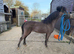 TLF MOCHA 3yr old amha / bmhs licensed stallion