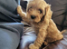Cavapoo puppies for sale