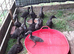 Beautiful Cayuga ducklings for sale.