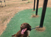 Cocker spaniel