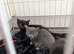 Kittens for sale