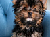 LAST YORKSHIRE TERRIER BOY AVAILABLE