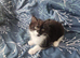 4 kittens - 9 weeks