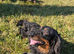 Long haired dachshund boy